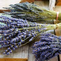 Lavender bunches, short, medium, tall100 stems - $8