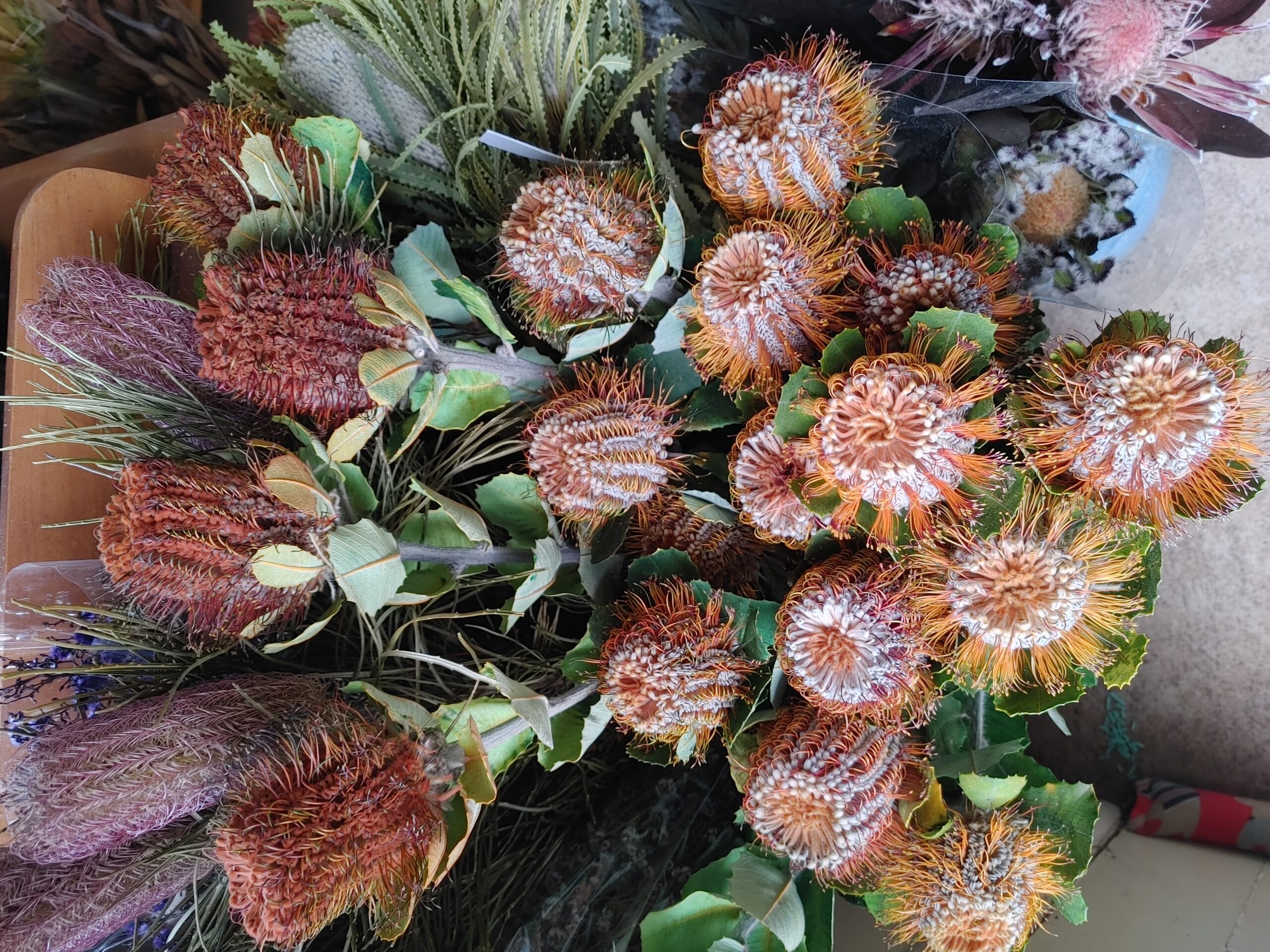 Dried Australian Banksias in red/orange